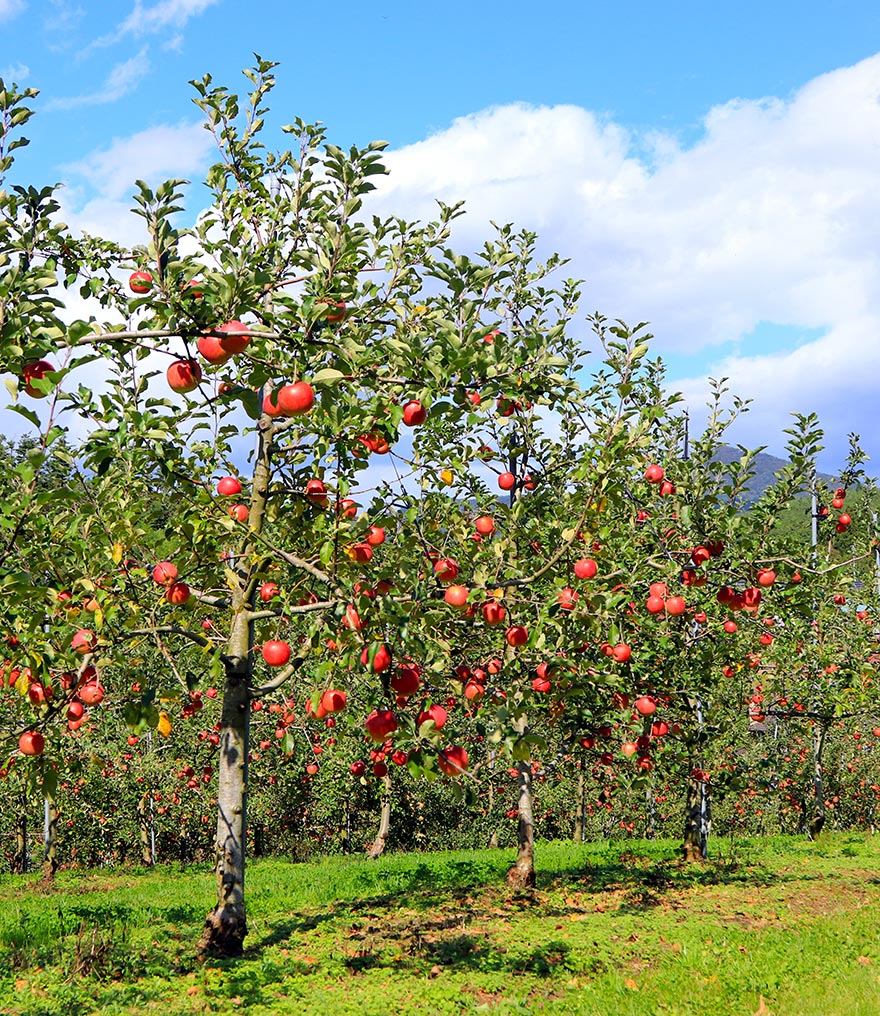 リンゴ畑の写真